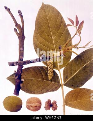 Walnut Stock Photo