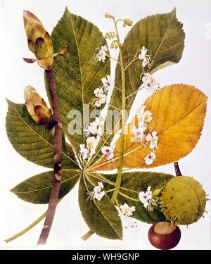 Horse Chestnut Stock Photo
