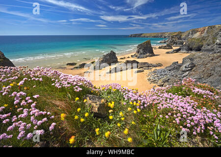 Thrift and Kidney Vetch above Bedruthan Steps, Cornwall, England, United Kingdom, Europe Stock Photo