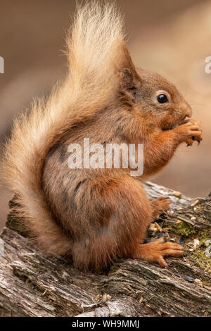 British Red Squirrel