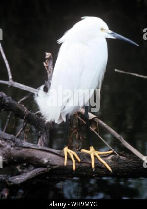 Snowy Egret Stock Photo