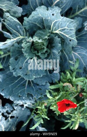 Cabbage Stock Photo