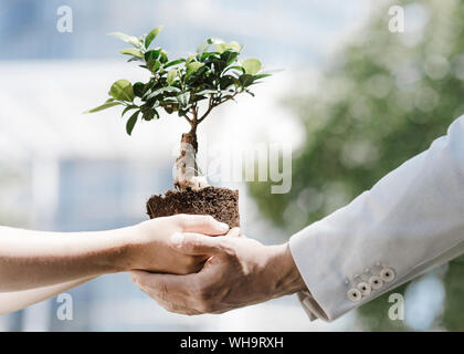 Man and boy holding bonsai tree Stock Photo