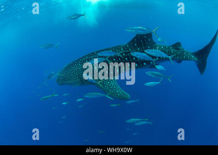 Whale shark (Rhincodon typus) with rainbow runner, Honda Bay, Palawan, The Philippines, Southeast Asia, Asia Stock Photo