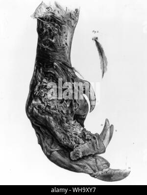 Dried foot of the Lesser Megalapteryx. Lithograph by James Erxleben from the Transactions of the Zoological Society of London, Vol. 11 (1883), Pl.61 - Height of the bird 110cm (3ft 6in) Stock Photo
