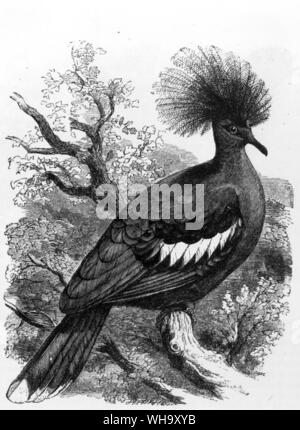 Blue-crowned Pigeon (Goura cristata), a close living relative of the extincs Choiseul Crested Pigeon. Engraving from Cassell's Natural History (London 1889) Stock Photo