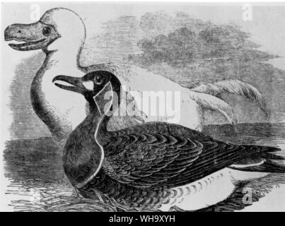 Peter Witthous's White Dodo. Engraving from a watercolour (whereabouts unknown) in the Illustrated London News, 20th September 1856. Length of bird 100cm (3ft 3in) Stock Photo