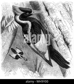 Ivory-billed Woodpeckers (Campephilus pribcpalis). This species, known from Cuba and the souther states of North America, is gravely endangered and will probably be extinct by the end of the century. Stock Photo