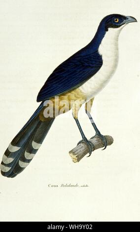 Delalande's Coucal. Hand-coloured engraving by M. Huet from C.J. Temminck and Baron M. Laugier de Chartrouse's Nouveau Recueil de Planches Coloriees d'Oiseux, Livre 74 (Paris, 1838), Pl.440 - Length 56cm (22in) Stock Photo