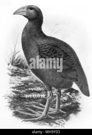 A reconstruction of a hypothetical species from Reunion, Apterornis coerulescens. Chromolithigraph after a painting by J.G. Keulemans from W. Rothschild's Extinct Birds (London, 1907), Pl.32. Courtesy of The Hon. Miriam Rothschild. Stock Photo