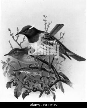 Stitchbirds (Notiomystis cincta), male (front) and female (behind). This species has become extinct on the New Zealand mainland but a small population still survives on Little Barrier Island. Chromolithograph after a painting by J.G. Keulemans from W.I. Buller's History of the Birds of New Zealand, Vol. 1 (London, 1887-8), Pl.11. Stock Photo