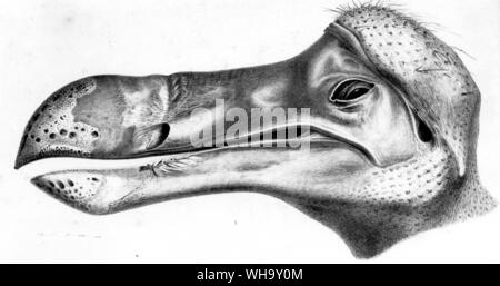 The Dodo head preserved in the Adhmolean Museum, Oxford.  Lithograph from H.E. Strickland and A.G. Melville's The Dodo and its Kindred (London, 1848) Stock Photo