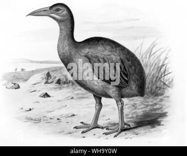 Reconstruction of Leguat's Gelinote. Chromolithograph after a painting by F.W. Frohawk from W. Rothschild's Extinct Birds (London, 1907), Pl.30. Courtesy of The Hon. Miriam Rothschild. Stock Photo