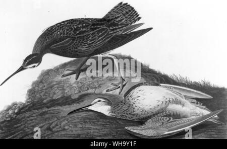 The endangered Eskimo Curlew (Numenius borealis). Aquatint by J.J. Audubon and R. Havell the younger from Audubon's Birds of America (London, 1827-38). Stock Photo