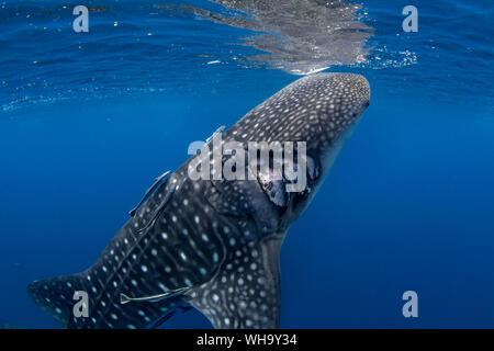 Whale shark (Rhincodon typus) with boat propeller injury, Honda Bay, Palawan, The Philippines, Southeast Asia, Asia Stock Photo