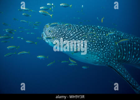 Whale shark (Rhincodon typus) with golden trevally (Gnathanodon speciosus), Honda Bay, Palawan, The Philippines, Southeast Asia, Asia Stock Photo