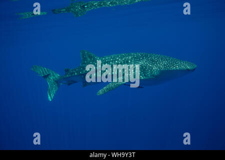 Whale shark (Rhincodon typus), Honda Bay, Palawan, The Philippines, Southeast Asia, Asia Stock Photo