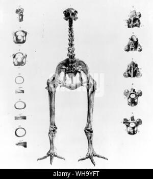 Skeleton of a moa.  Lithograph by James Erxleben from the Transactions of the Zoological Society of London, Vol. 11 (1883) Stock Photo