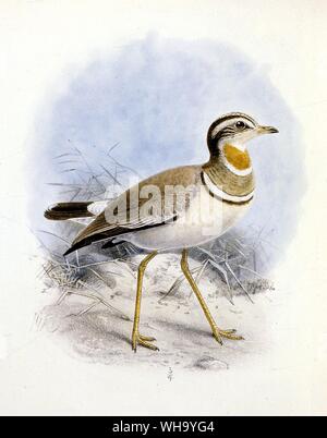 Jerdon's Courser. Hand-coloured lithograph by J.G. Keulemans from H. Seebohm's Geographical Distribution of the Charadridae (London, 1888), Pl.13. - Length of bird 27cm (11in) Stock Photo