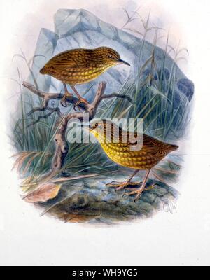 Stephen Island Wrens. Hand-coloured lithograph by J.G. Keulemans from W.L. Buller's Supplement to the Birds of New Zealand, Vol. 2 (London, 1905), Pl.10 - Length of bird 10cm (4in) Stock Photo