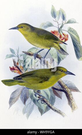 Greater Amakihi.. Hand-coloured lithograph by J.G. Keulemans from W. Rothschild's Avifauna of Laysan and the Neighbouring Islands (London, 1893-1900), Pl.54. Courtesy of The Hon. Miriam Rothschild. Stock Photo