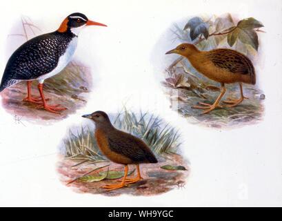 Extinct Rails. Top right: Hawaiian Rail (Porzana sandwichensis); middle: a dark form of P. sandwichensis or perhaps a separate species (P. millsi); top left: Tahitian Red-billed Rail (Rallus pacificus). Chromolithographs from W. Rothschild's Extinct Birds (London, 1907), Pl.26. Courtesy of The Hon. Miriam Rothschild. - Hawaiian Rail is 14cm (5.5in) in length Stock Photo