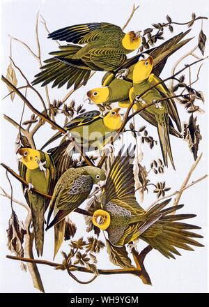 Carolina Parakeets. Aquatint by J.J. Audubon and R. Havall the younger from Audubon's Birds of America (London, 1827-38), Pl.26. - Length of bird 30cm (12in) Stock Photo