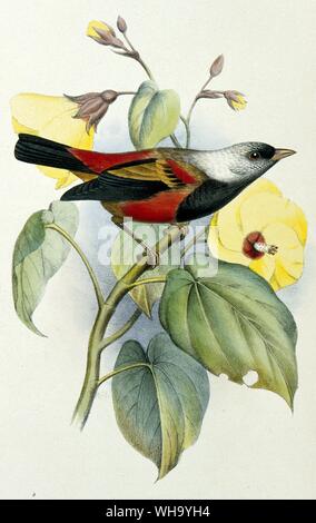 Ula-ai-Hawane. Hand-coloured lithograph by F.W. Frohawk from S.B. Wilson and A.H. Evans's Aves hawaiiensis (London 1890-9), Pl.11. - Length of bird 13cm (5in) Stock Photo