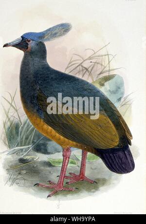 Choiseul Crested Pigeon.  Hand-coloured lithograph by J.G. Keulemans from Novilates Zoologicae, Vol. 11 (1904) - Length of bird 30cm (12in) Stock Photo