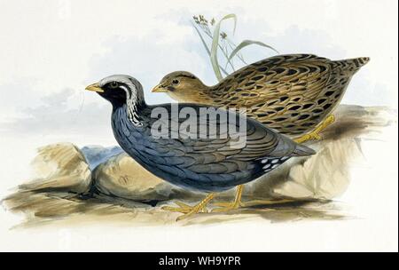 Himalayan Mountain Quail. Hand-coloured lithograph by J.W. Moore from J.E/ Gray's Gleanings from the menagerie and Aviary at Knowsley Hall, Vol. 1 (1846), Pl.16. - Length of bird 25cm (10in) Stock Photo