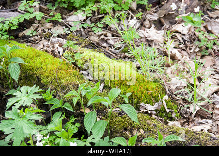 Seven Mile Creek County Park, Minnesota Stock Photo