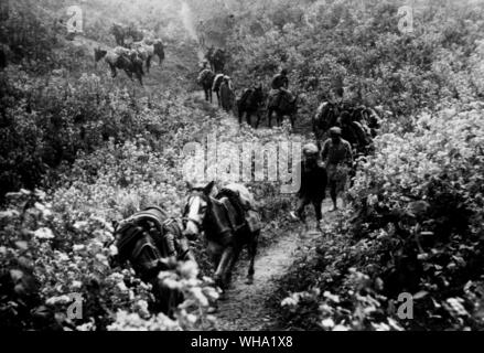 WW2: A track newly-hewn through virgin country; mule transports help to maintain supplies in Burma (issue date 29th March 1943). Stock Photo