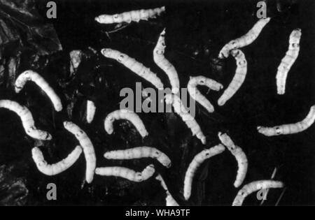 Silk Production. Silkworms feeding on mulberry leaves Stock Photo