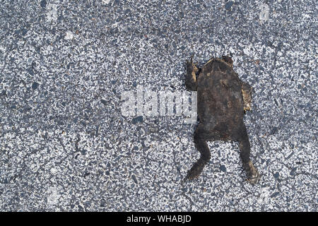 Toad died flat on the road. frog died on cement street. frog run over ...