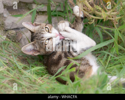 Cute cat kitten, brown tabby with white, lying in a garden on green grass and licking its paws and legs, washing and grooming itself with the tongue