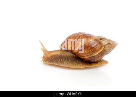 Garden snail on white background Stock Photo