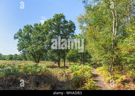 A footpath through heathland in summer in common land at Smart's Heath , Mayford, Woking, Surrey, south-east England, UK on a sunny day with blue sky Stock Photo