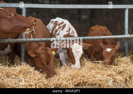 dairy shorthorn cows Stock Photo