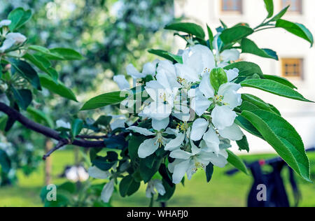 Blooming apple tree. White flowers of an apple tree on a branch. Stock Photo