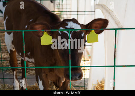 Young brown calf (heifer) in white calf-house diary farm.  Animal protection concept Stock Photo