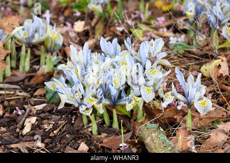 Pale blue flowers of Dwarf Iris reticulata ‘Katharine Hodgkin’, Iris ‘Katharine Hodgkin’ in early spring Stock Photo