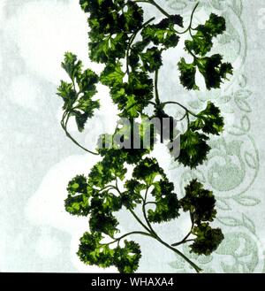 parsley Stock Photo
