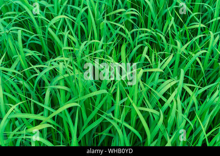 Green grass. Background from green grass. Stock Photo