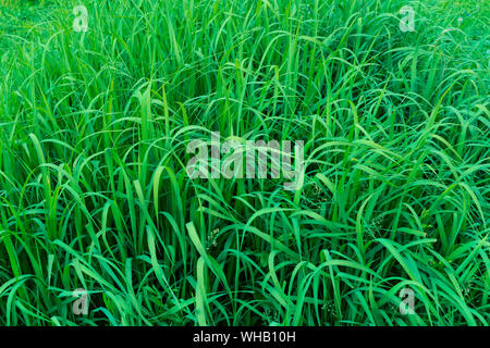 Green grass. Background from green grass. Stock Photo