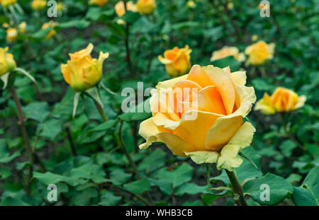 Yellow Rose. Blooming yellow rose in the city garden. Yellow rose on a background of green leaves. Stock Photo