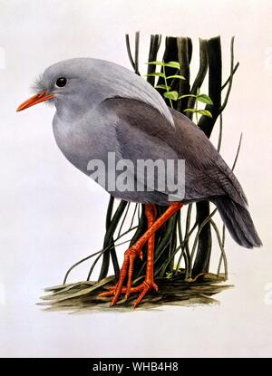 Bird illustration - The Kagu (suborder of the crane - rail order (New Caledonia)) by Jorg Kuhn. The Kagu or Cagou (Rhynochetos jubatus) is a long-legged greyish bird, the only member of the family Rhynochetidae. It is found only in the dense mountain forests of New Caledonia. It is almost flightless, and builds a ground nest of sticks, laying a single egg. It has proved vulnerable to introduced rats and cats, and is threatened with extinction. The remote habitat and rarity of this species mean that little is known of its habits.. Stock Photo