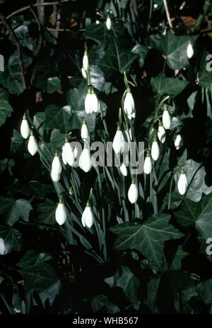 Snowdrops. Stock Photo
