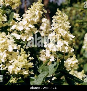 Hydrangea Paniculata Tardiva. Stock Photo