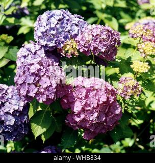 Hydrangea Macrophylla Parcival . Stock Photo