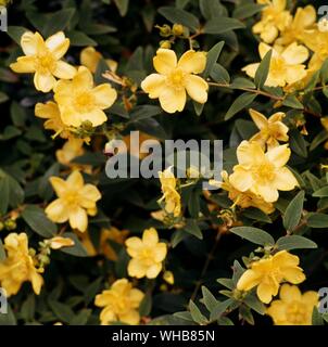 Hypericum Hidcote. Stock Photo